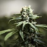 cannabis vw1020 1