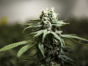 cannabis vw1020 1